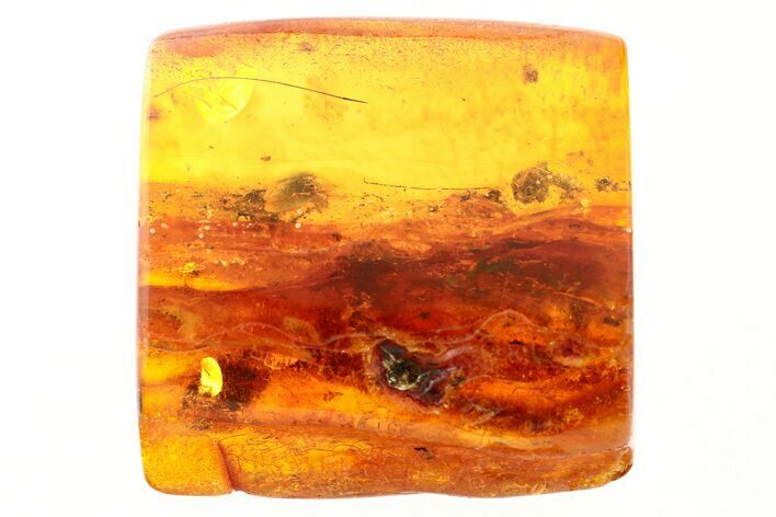 Fossil Marsh Beetle, Fungus Gnat, and True Midge in Baltic Amber #278596